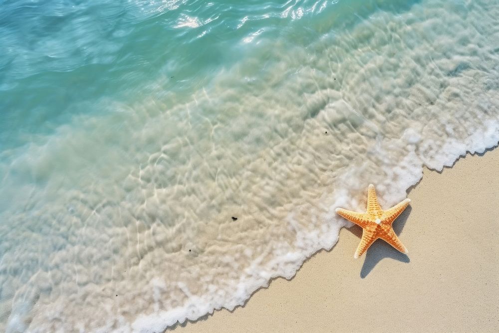 Starfish on the sand beach sea backgrounds starfish. AI generated Image by rawpixel.
