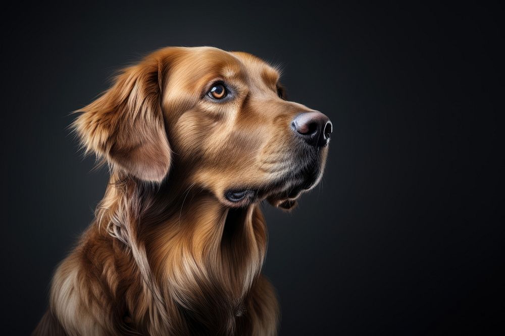 A black golden retriever portrait mammal animal. AI generated Image by rawpixel.