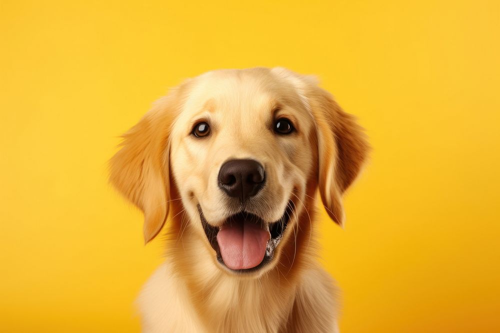 A golden retriever portrait mammal animal. AI generated Image by rawpixel.