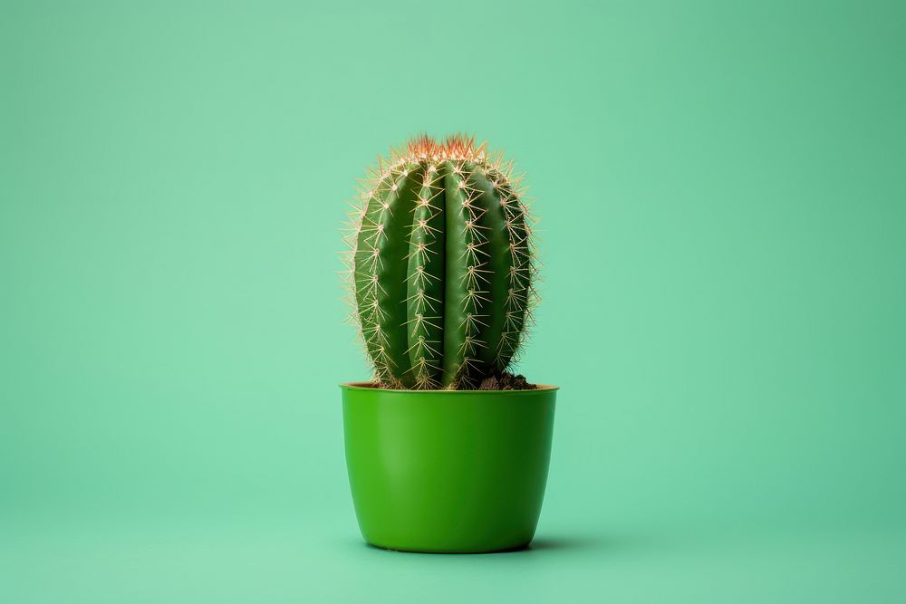 A cactus plant green houseplant. AI generated Image by rawpixel.