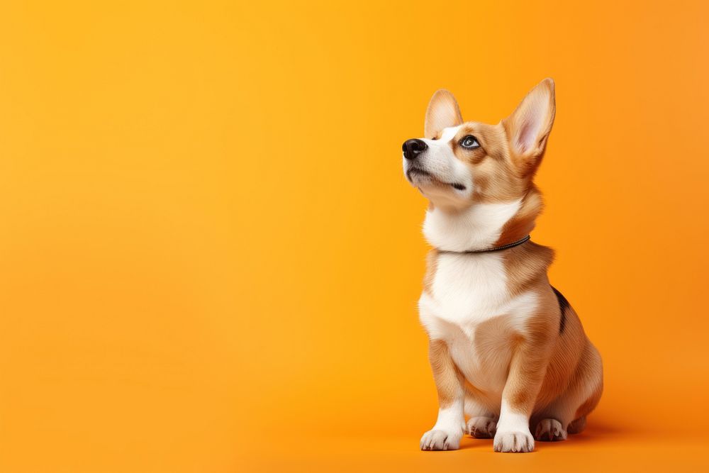 A corgi portrait animal mammal. 