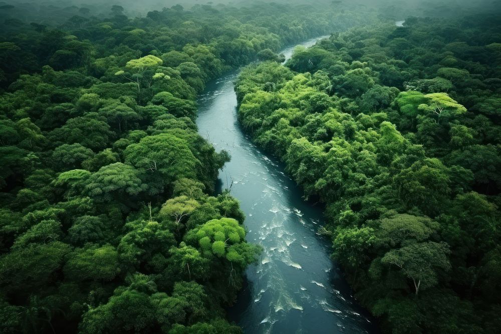 Rainforest river vegetation outdoors woodland. AI generated Image by rawpixel.