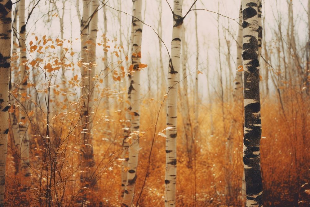 Close up of forest in autumn view outdoors woodland nature. AI generated Image by rawpixel.