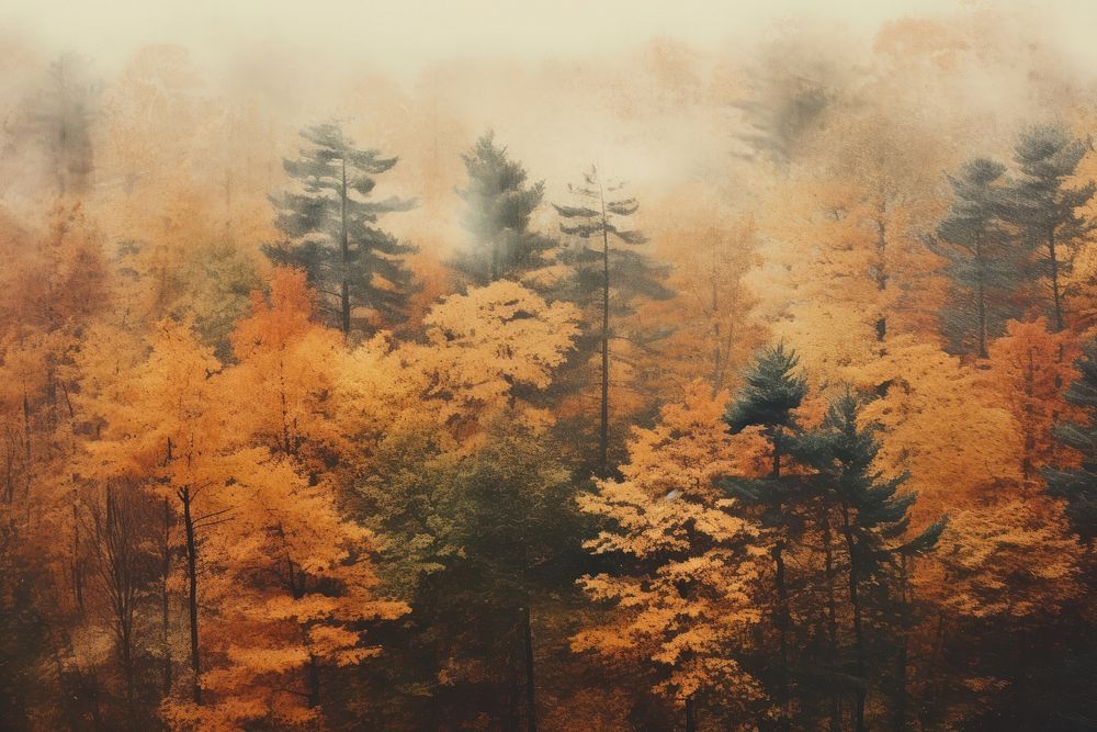 Top view of forest in autumn view landscape outdoors woodland. AI generated Image by rawpixel.