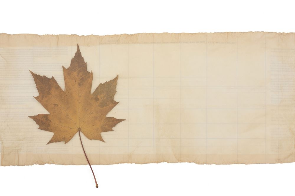 Maple leaf backgrounds plant old. AI generated Image by rawpixel.