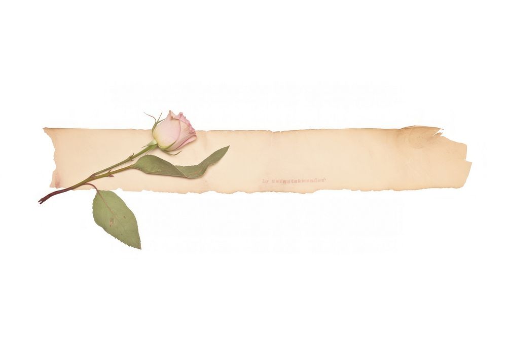 Dry rose flower plant white background. AI generated Image by rawpixel.