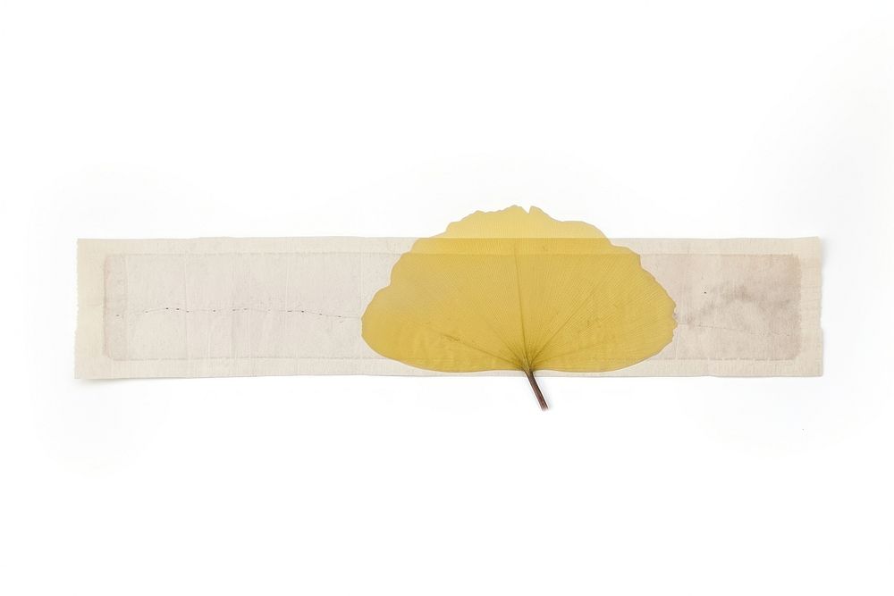 Yellow ginkgo leaf plant white background blossom. AI generated Image by rawpixel.