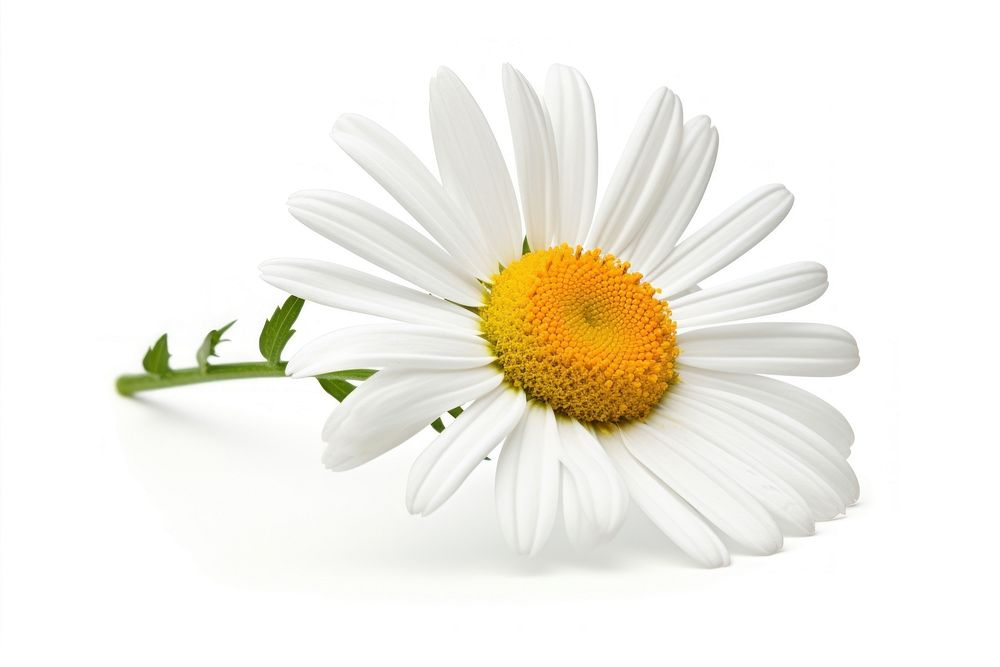 Close-up chamomile flower daisy petal plant. AI generated Image by rawpixel.