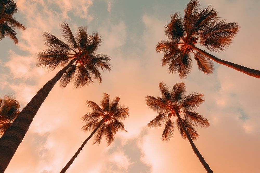 Palm trees with orange clouds outdoors nature plant. AI generated Image by rawpixel.