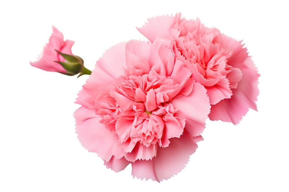 Carnation flower carnation blossom. AI generated Image by rawpixel.