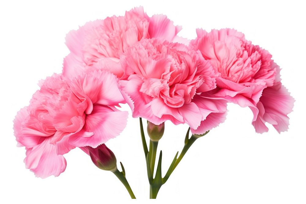 Carnations flower carnation blossom. AI generated Image by rawpixel.