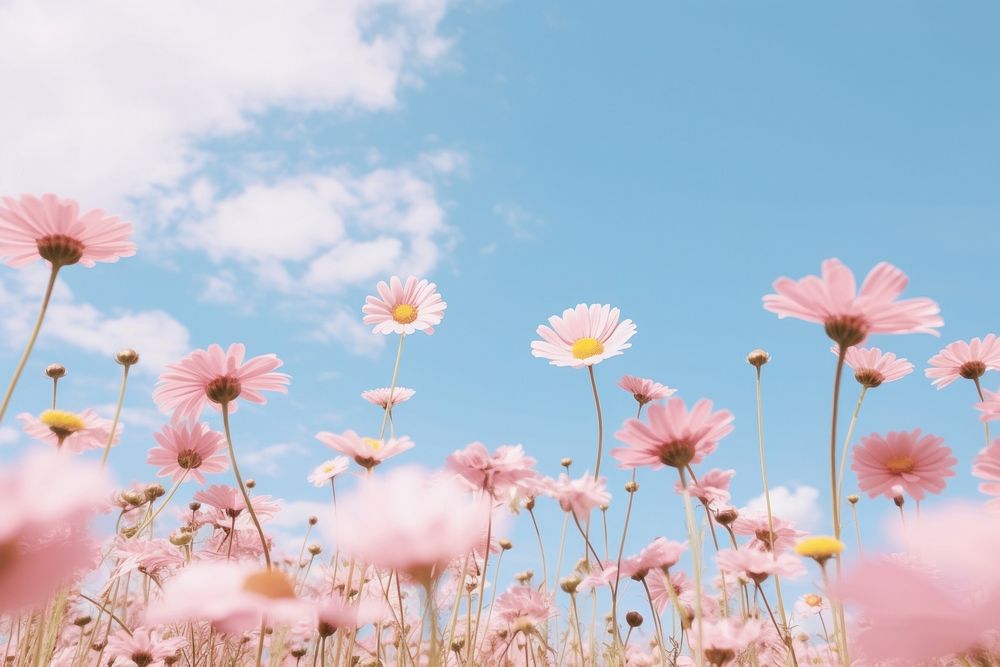 Flower meadow sky backgrounds outdoors. AI generated Image by rawpixel.
