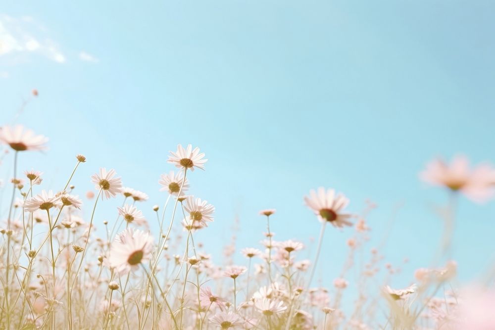 Flower meadow sky backgrounds sunlight. AI generated Image by rawpixel.