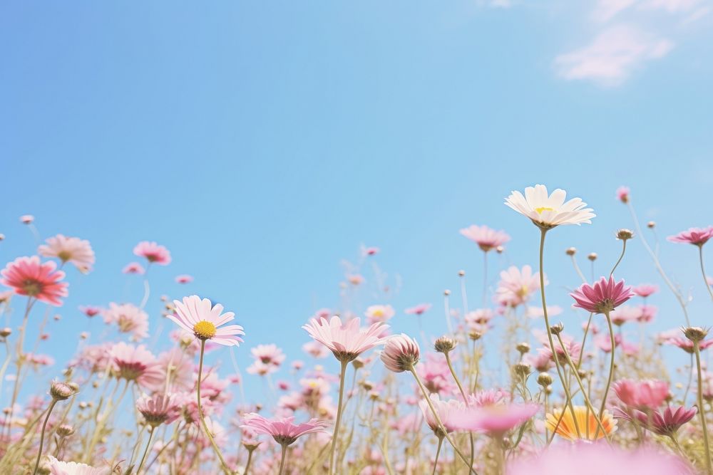 Flower meadow sky backgrounds sunlight. AI generated Image by rawpixel.