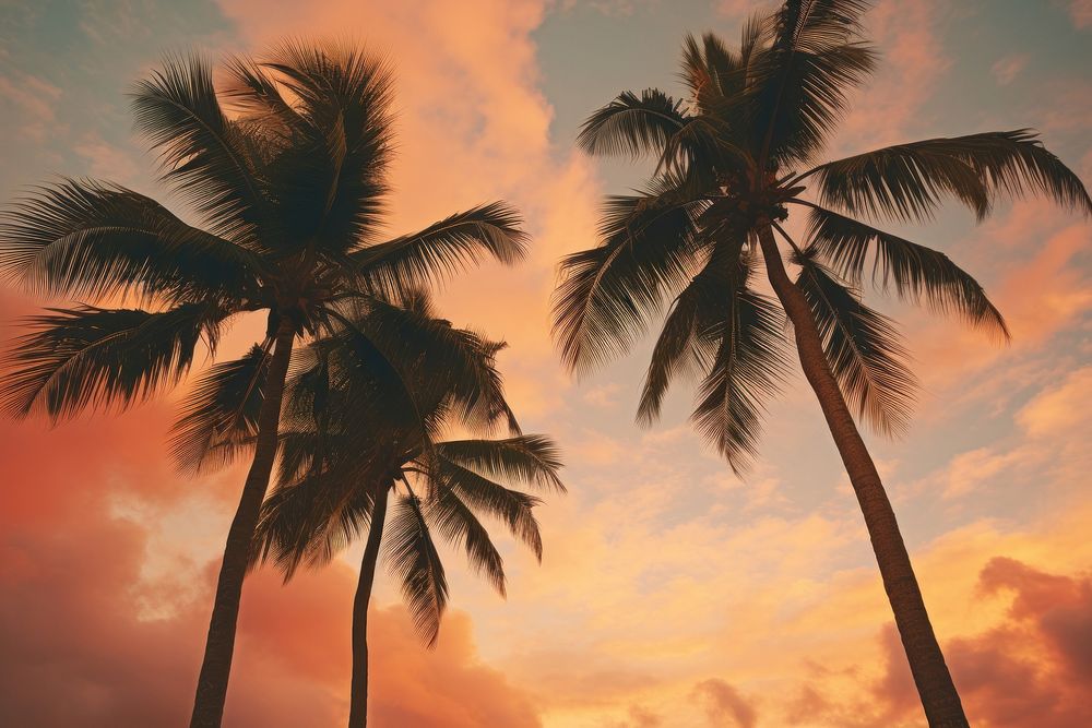 Palm trees against sky outdoors nature sunset. AI generated Image by rawpixel.