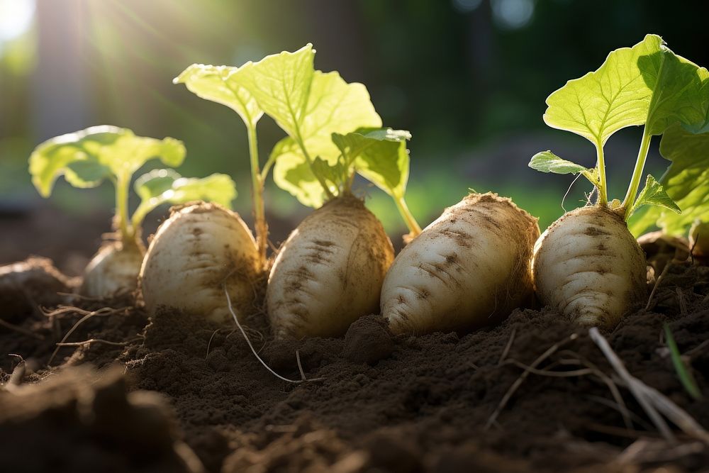 Yam landscape vegetable plant. AI generated Image by rawpixel.