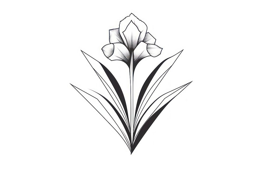 Iris flower drawing sketch plant. AI generated Image by rawpixel.