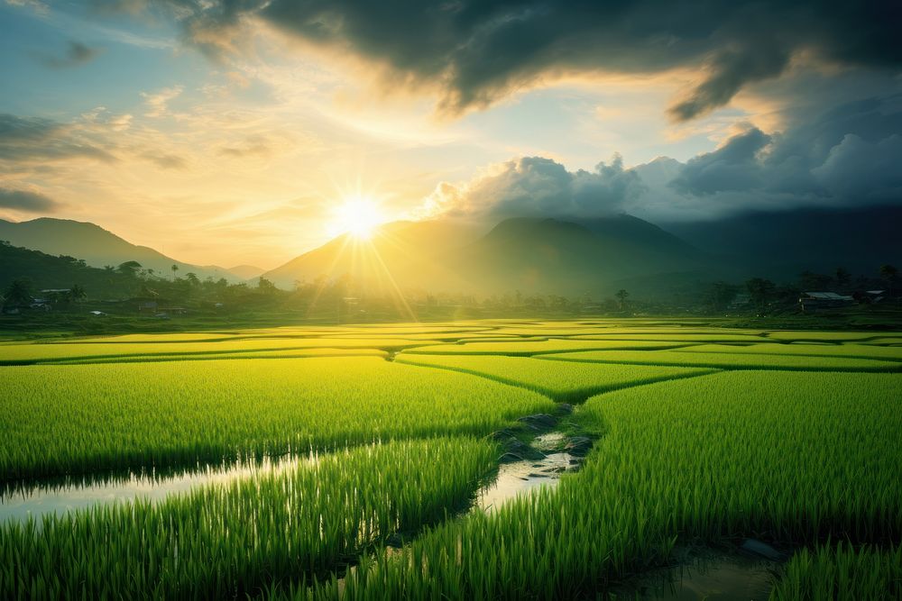 Green rice field landscape sunlight outdoors. AI generated Image by rawpixel.