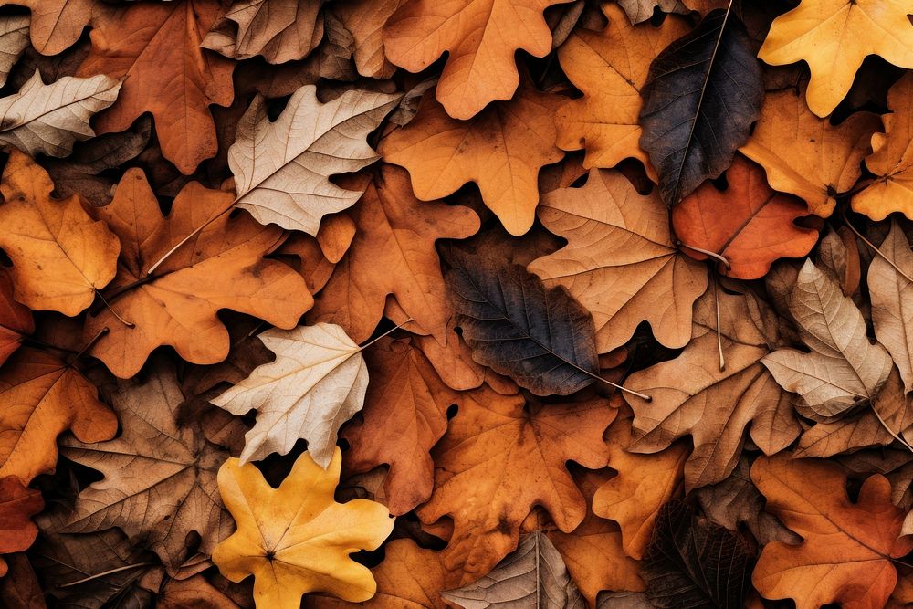 Autumn leaves plant maple leaf. AI generated Image by rawpixel.