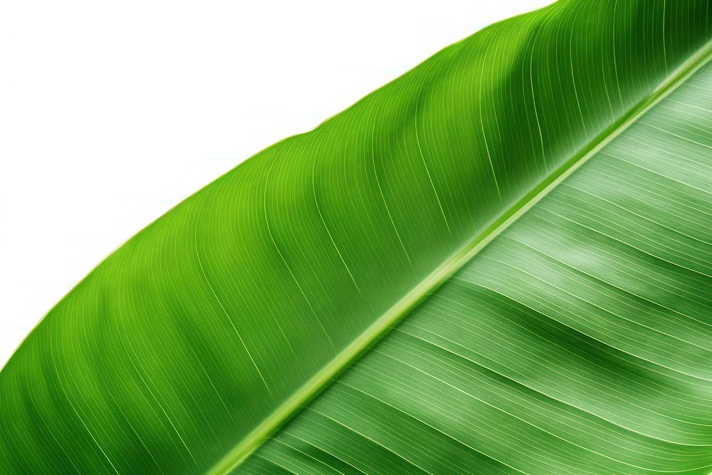 Banana leaf backgrounds plant green. AI generated Image by rawpixel.