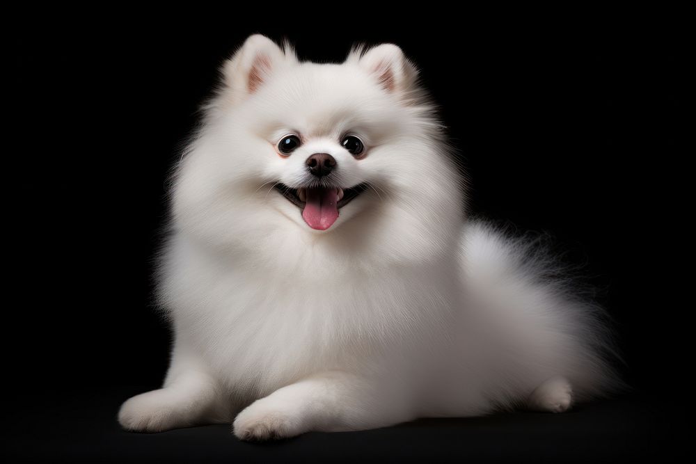 Pomeranian mammal animal white. 