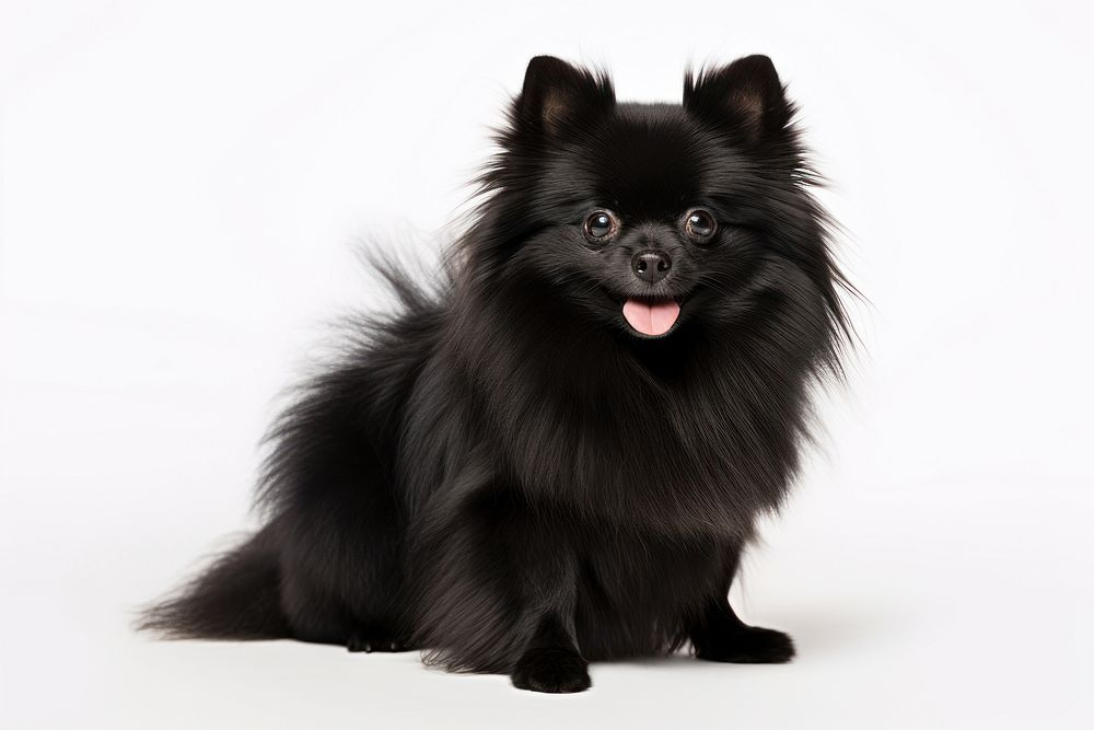 Pomeranian mammal animal black. AI generated Image by rawpixel.
