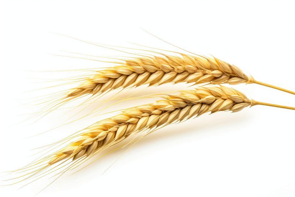 Ear of wheat food white background agriculture. AI generated Image by rawpixel.