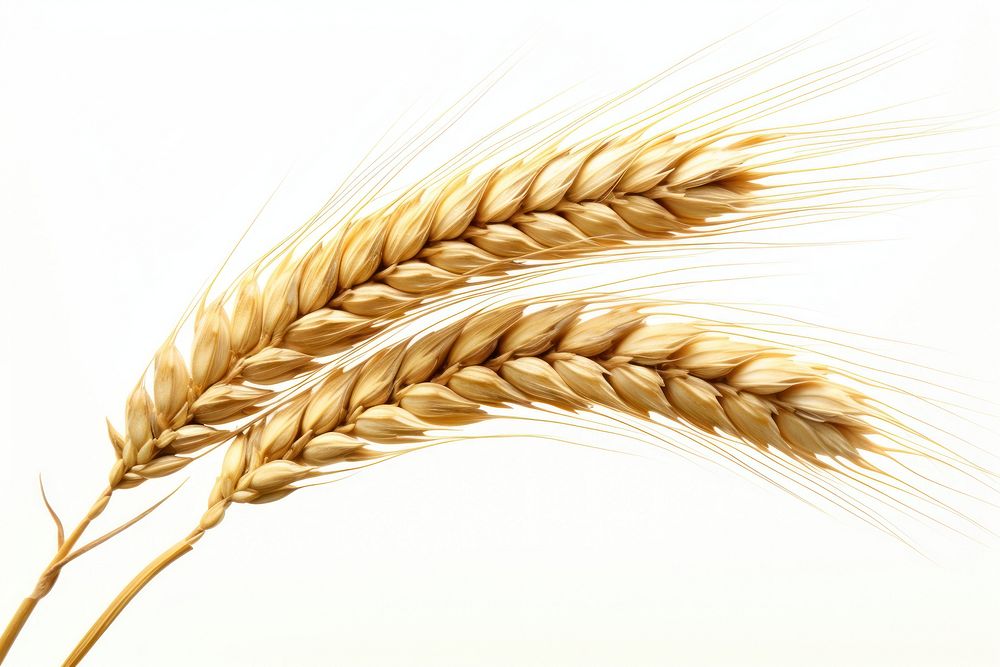 Ear of wheat food agriculture triticale. AI generated Image by rawpixel.