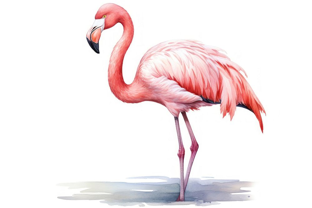 A flamingo animal bird white background. AI generated Image by rawpixel.