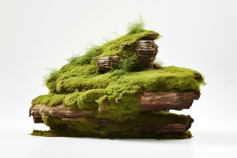 A stack of wood on top of white background and moss green plant tree. AI generated Image by rawpixel.