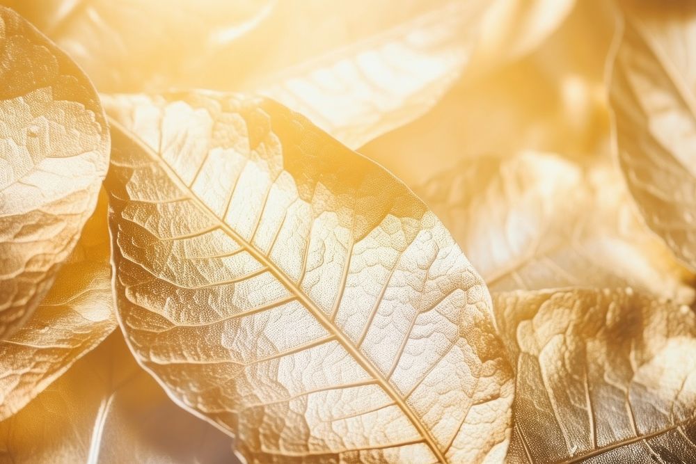 Leaf shadow texture backgrounds plant gold. 