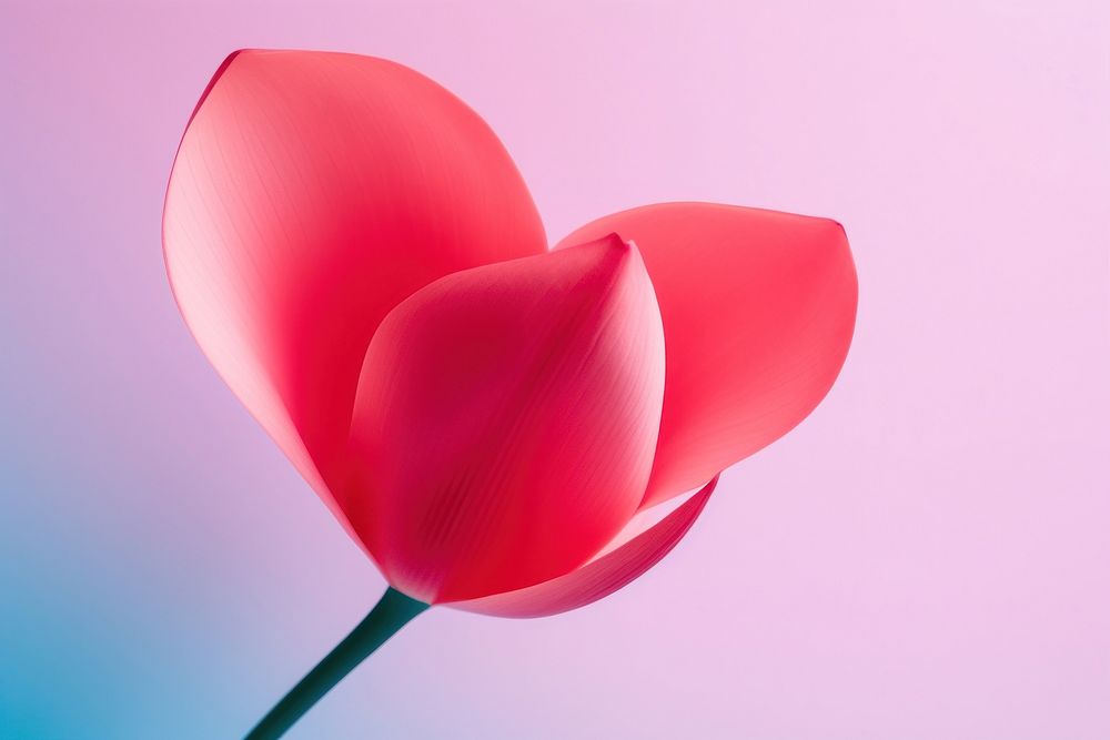 A flower petal tulip plant. AI generated Image by rawpixel.