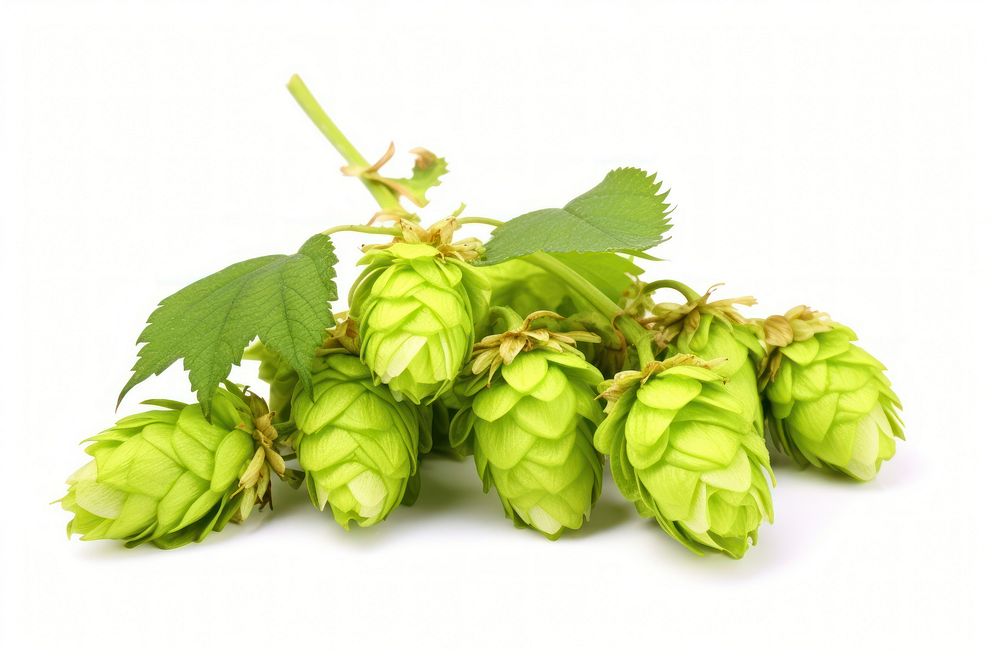 Branch with ripe hop cones fruit plant green. AI generated Image by rawpixel.