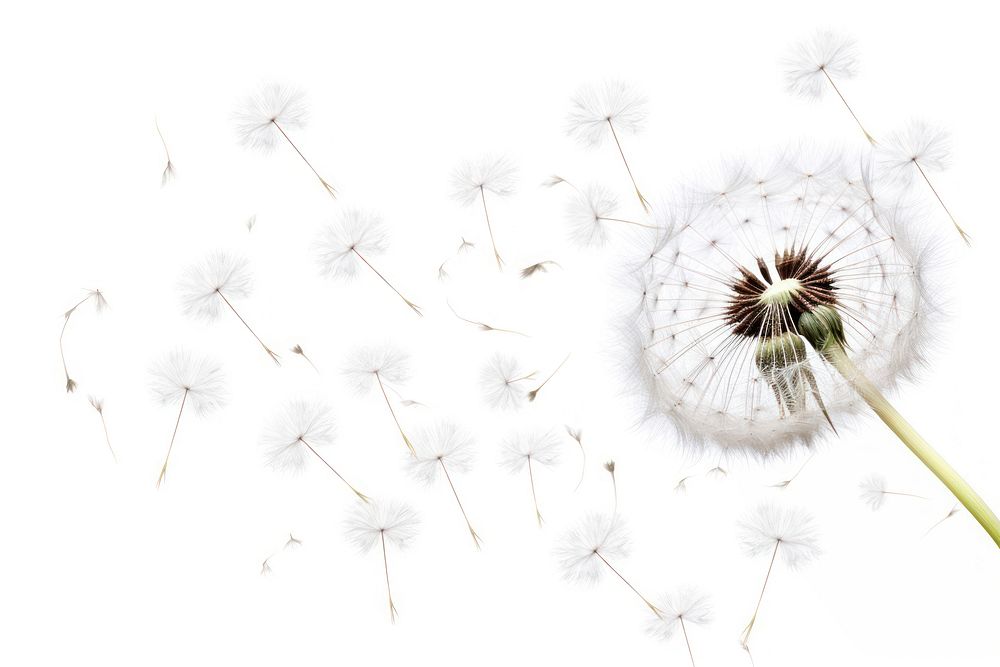 Grown dandelion and dandelion seeds flower plant white. AI generated Image by rawpixel.