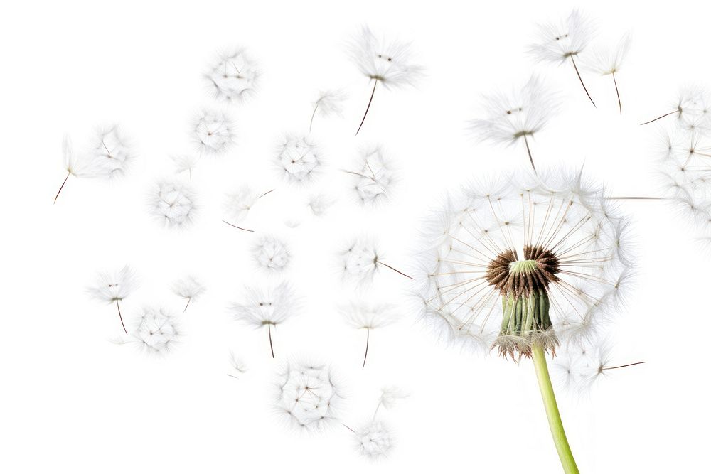 Grown dandelion and dandelion seeds flower plant white. AI generated Image by rawpixel.