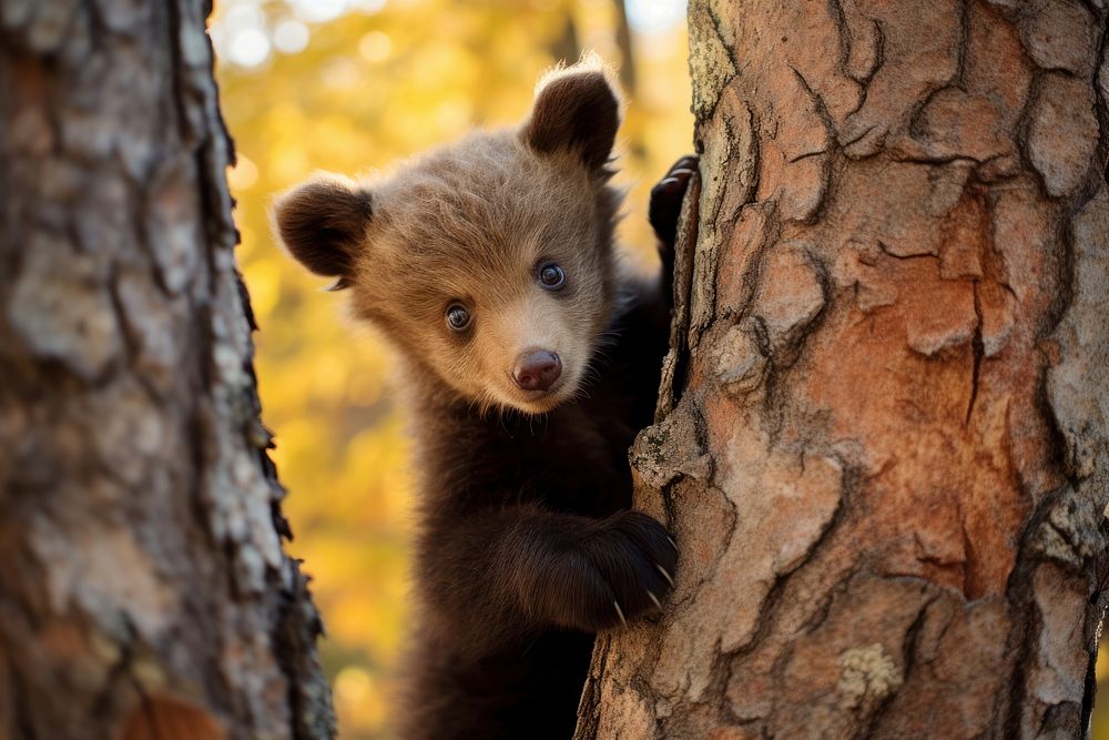 Bear cub tree wildlife animal. AI generated Image by rawpixel.