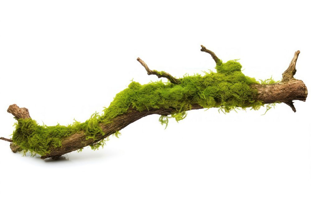 Fresh green moss on rotten branchs plant tree leaf. AI generated Image by rawpixel.