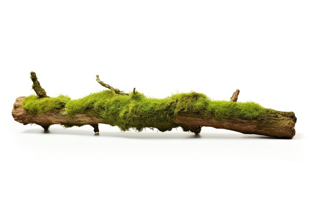 Fresh green moss on rotten branchs plant tree white background. AI generated Image by rawpixel.