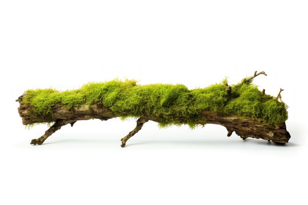 Fresh green moss on rotten branchs plant tree white background. AI generated Image by rawpixel.
