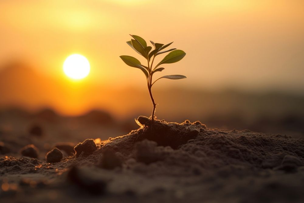 A plant sapling outdoors nature sunset. AI generated Image by rawpixel.