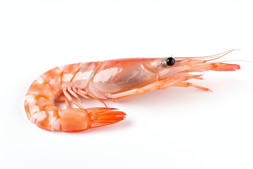 Prawn lobster seafood animal. AI generated Image by rawpixel.