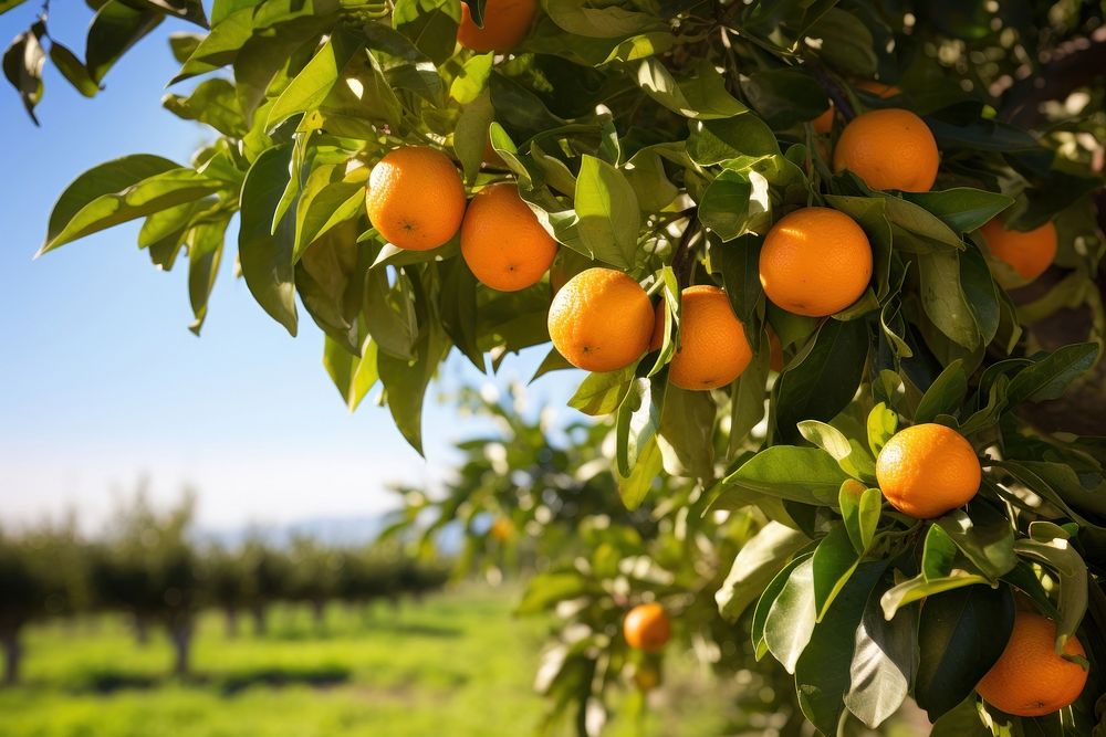 Orange tree grapefruit orange plant. AI generated Image by rawpixel.