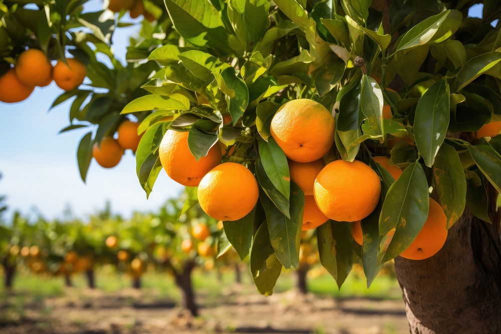 Orange tree grapefruit orange plant. AI generated Image by rawpixel.