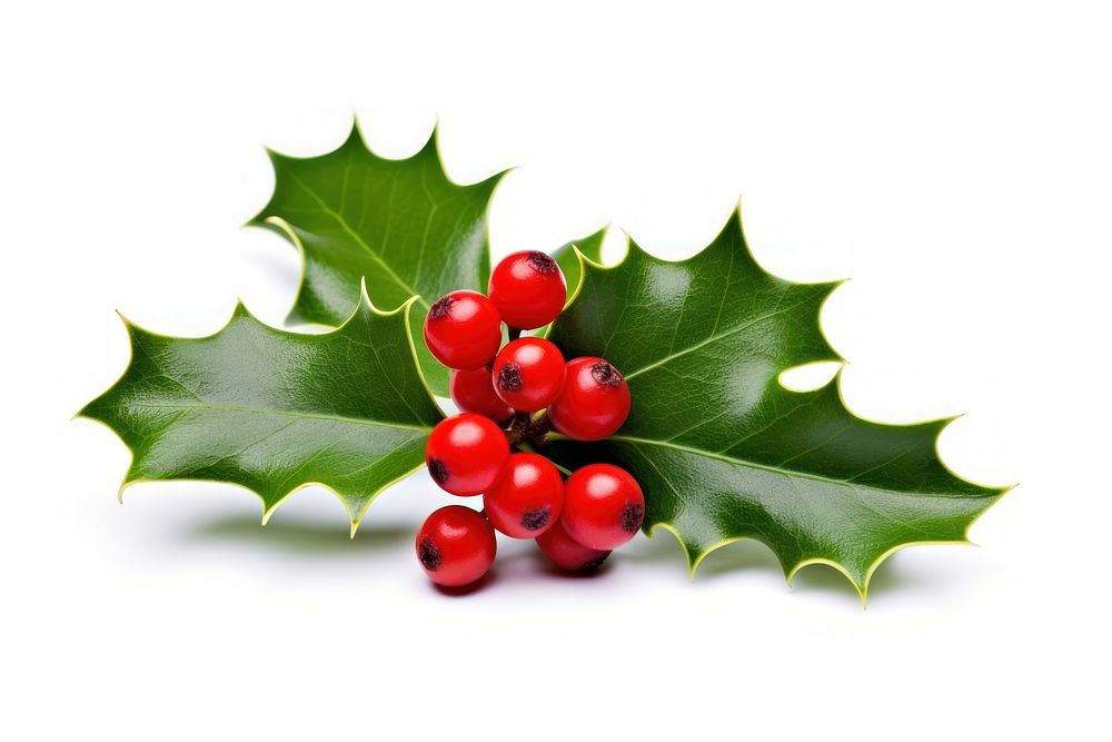 Cute holly leaves and berries decoration christmas cherry. AI generated Image by rawpixel.