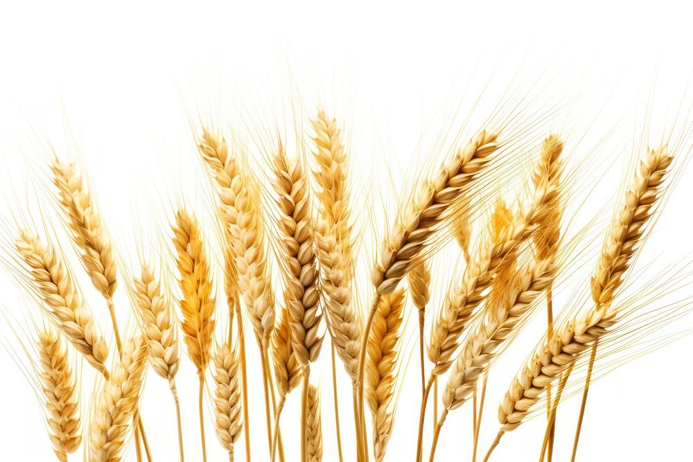 Golden Barley Wheat Plants wheat agriculture barley. AI generated Image by rawpixel.