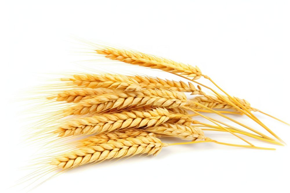 Golden Barley Wheat Plants wheat barley plant. AI generated Image by rawpixel.
