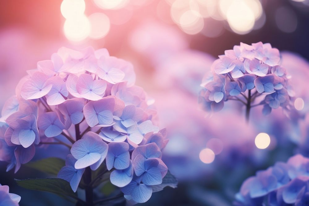 Hydrangea flower outdoors blossom. AI generated Image by rawpixel.