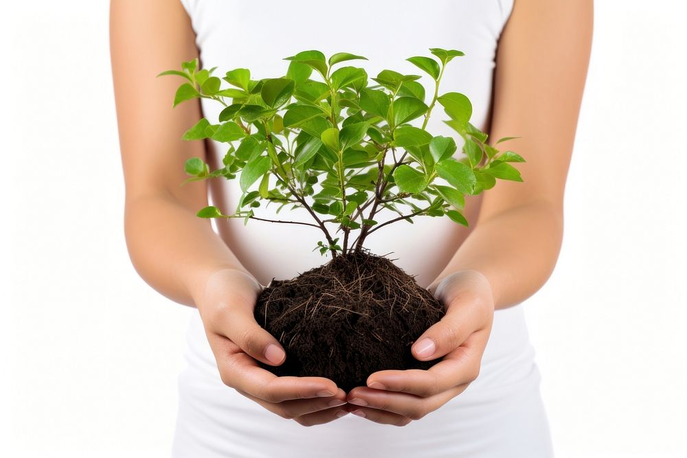 Girl tree plant in hands gardening planting nature. AI generated Image by rawpixel.