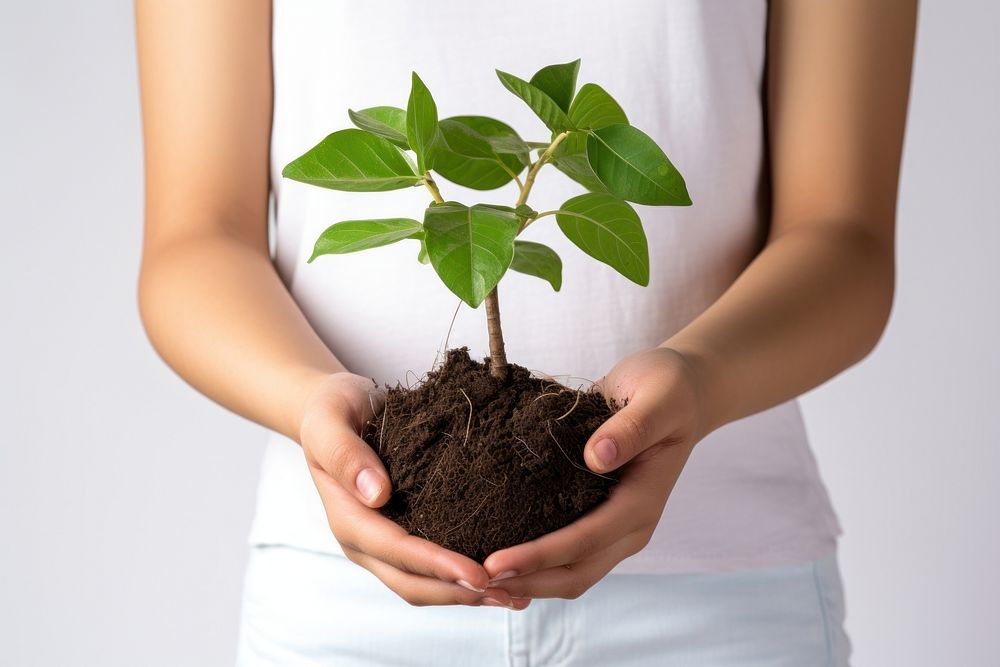 Girl tree plant in hands planting nature adult. AI generated Image by rawpixel.