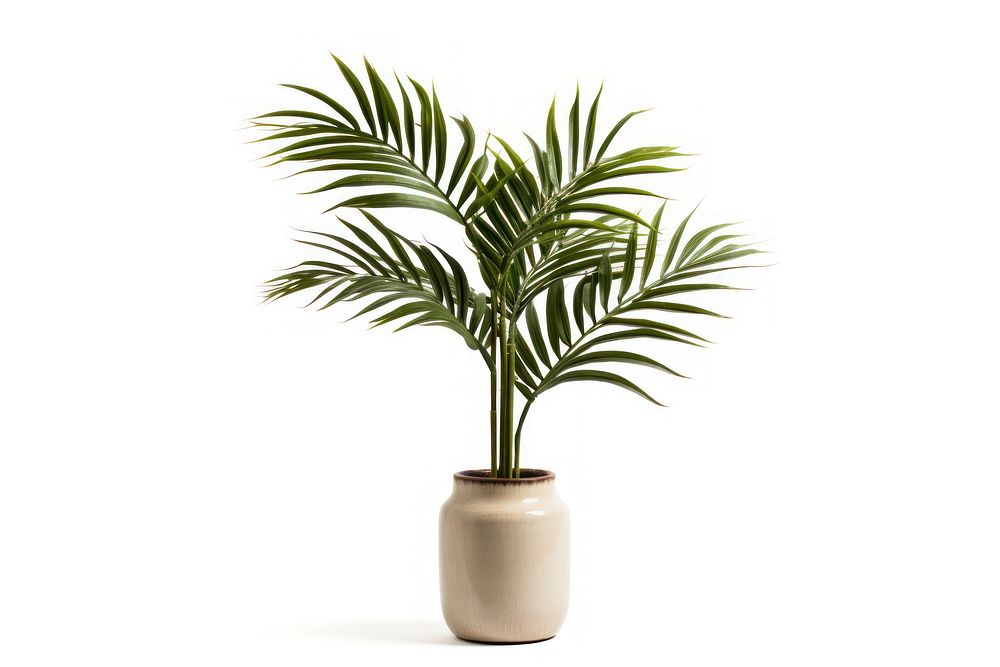 Bottle Palm plant leaf tree. AI generated Image by rawpixel.